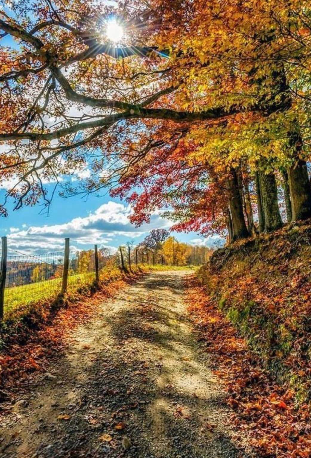 Chemin de randonnée en automne